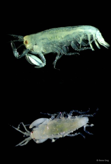 Amphipoda sp. "1"•&copy; Rene Ong•All Rights Reserved