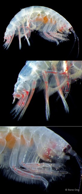 Amphipoda sp. "10"•&copy; Rene Ong•All Rights Reserved