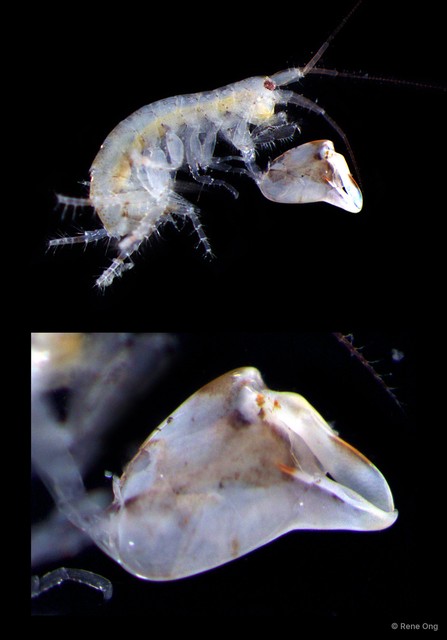 Amphipoda sp. "11"•&copy; Rene Ong•All Rights Reserved