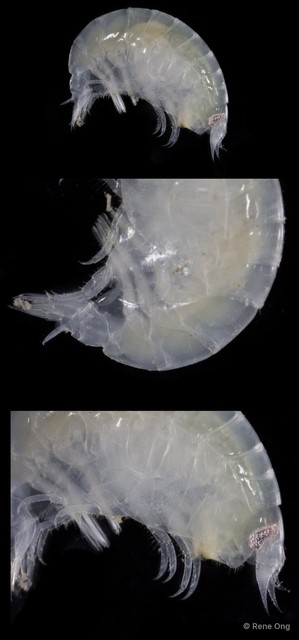 Amphipoda sp. "12"•&copy; Rene Ong•All Rights Reserved
