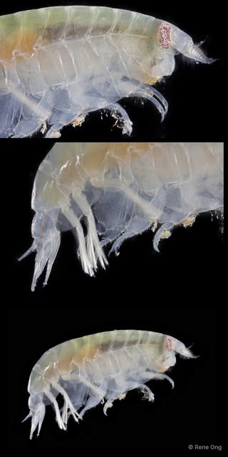 Amphipoda sp. "13"•&copy; Rene Ong•All Rights Reserved