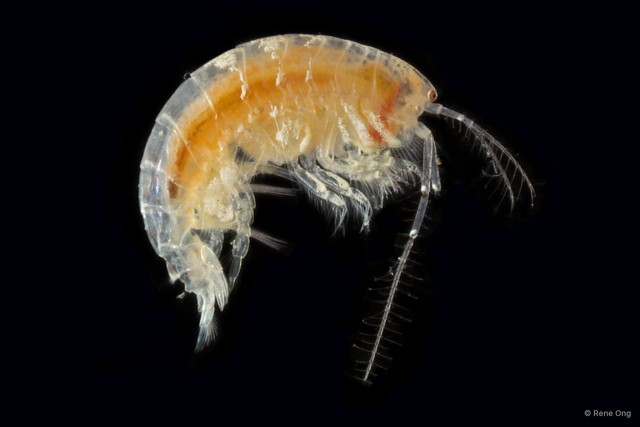 Amphipoda sp. "14"•&copy; Rene Ong•All Rights Reserved