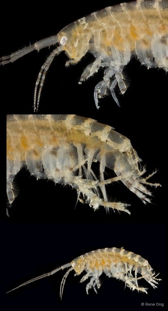 Amphipoda sp. "15"•&copy; Rene Ong•All Rights Reserved