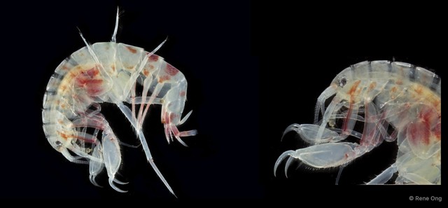 Amphipoda sp. "16"•&copy; Rene Ong•All Rights Reserved