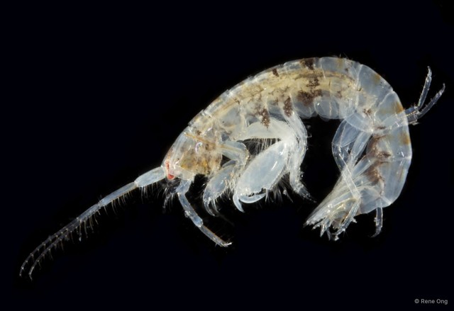 Amphipoda sp. "17"•&copy; Rene Ong•All Rights Reserved