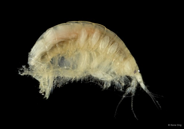 Amphipoda sp. "18"•&copy; Rene Ong•All Rights Reserved