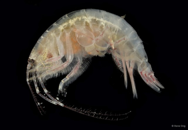 Amphipoda sp. "19"•&copy; Rene Ong•All Rights Reserved