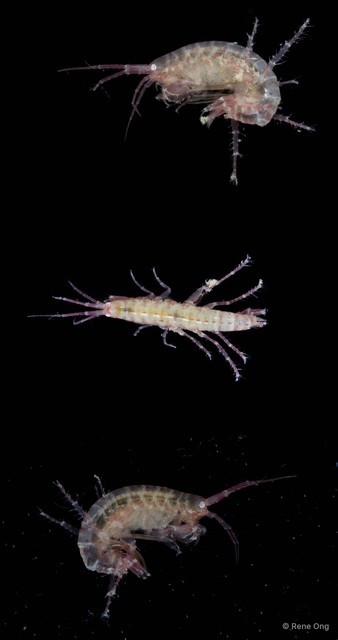 Amphipoda sp. "2"•&copy; Rene Ong•All Rights Reserved