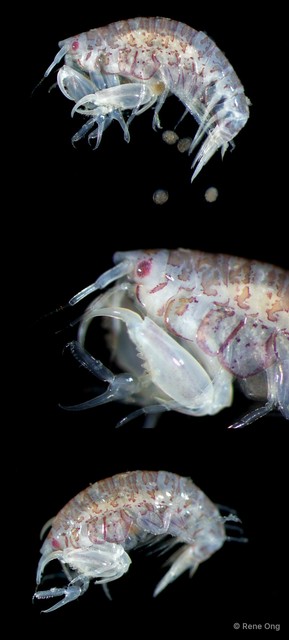 Amphipoda sp. "21"•&copy; Rene Ong•All Rights Reserved