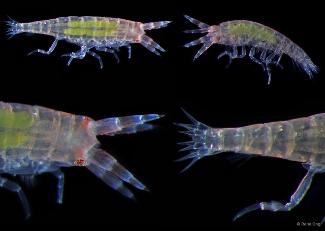 Amphipoda sp. "22"•&copy; Rene Ong•All Rights Reserved
