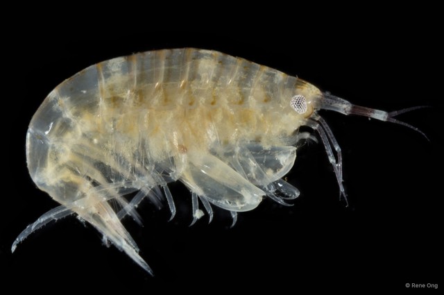 Amphipoda sp. "23"•&copy; Rene Ong•All Rights Reserved