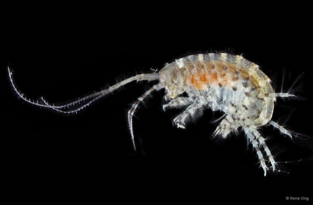 Amphipoda sp. "24"•&copy; Rene Ong•All Rights Reserved