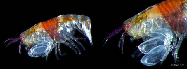 Amphipoda sp. "25"•&copy; Rene Ong•All Rights Reserved