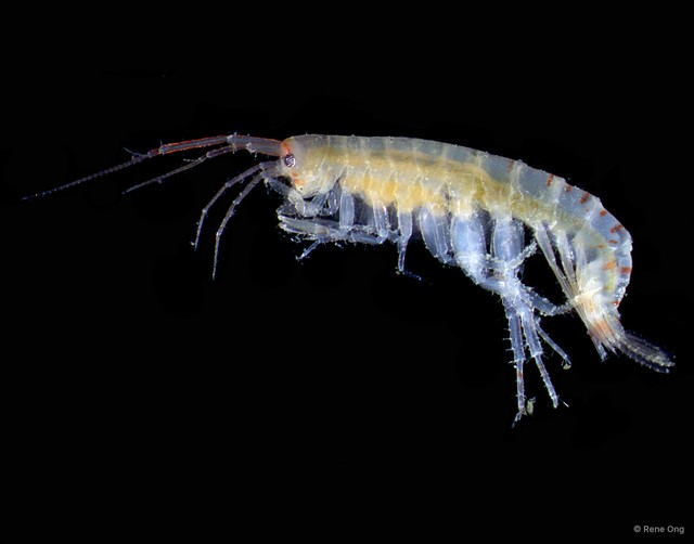 Amphipoda sp. "27"•&copy; Rene Ong•All Rights Reserved