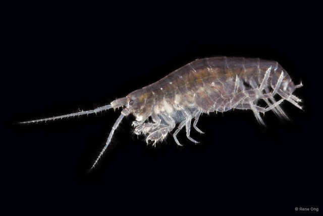 Amphipoda sp. "28"•&copy; Rene Ong•All Rights Reserved