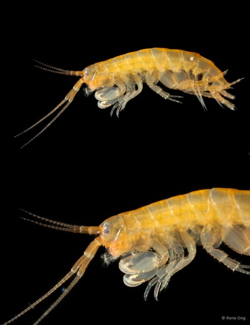 Amphipoda sp. "29"•&copy; Rene Ong•All Rights Reserved