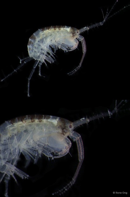 Amphipoda sp. "3"•&copy; Rene Ong•All Rights Reserved