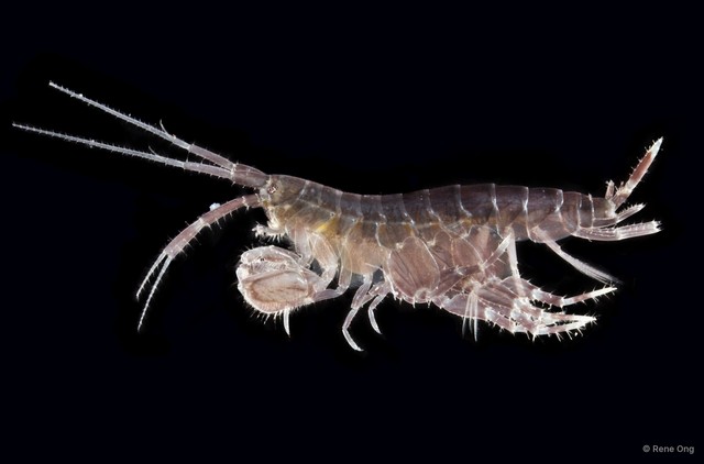 Amphipoda sp. "30"•&copy; Rene Ong•All Rights Reserved
