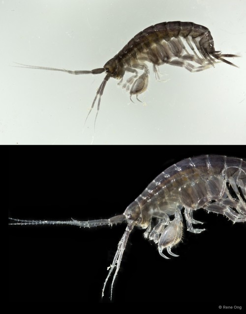Amphipoda sp. "31"•&copy; Rene Ong•All Rights Reserved