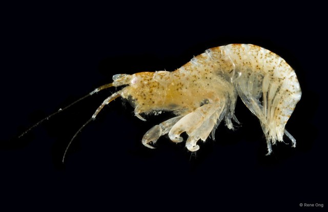 Amphipoda sp. "32"•&copy; Rene Ong•All Rights Reserved