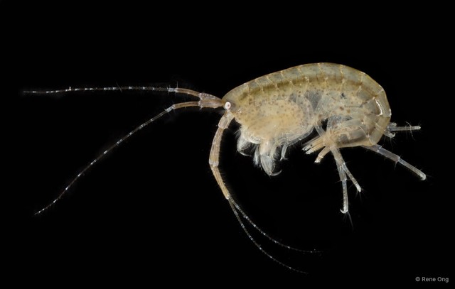 Amphipoda sp. "33"•&copy; Rene Ong•All Rights Reserved