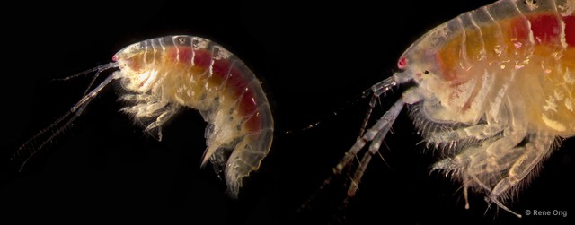 Amphipoda sp. "34"•&copy; Rene Ong•All Rights Reserved
