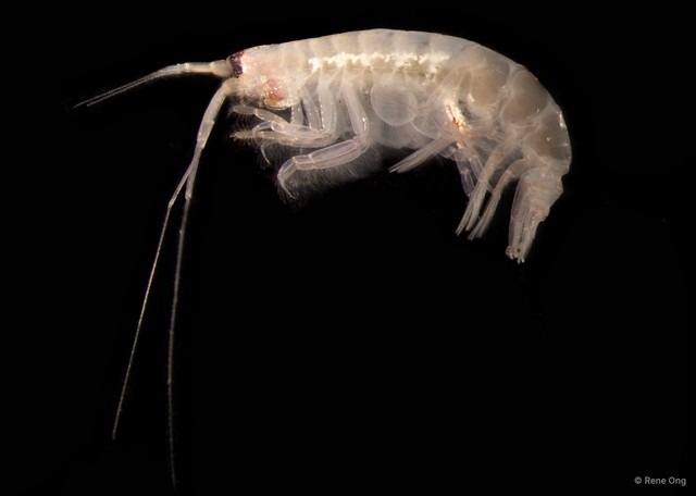 Amphipoda sp. "35"•&copy; Rene Ong•All Rights Reserved