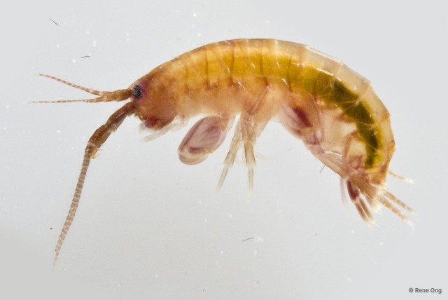 Amphipoda sp. "36"•&copy; Rene Ong•All Rights Reserved