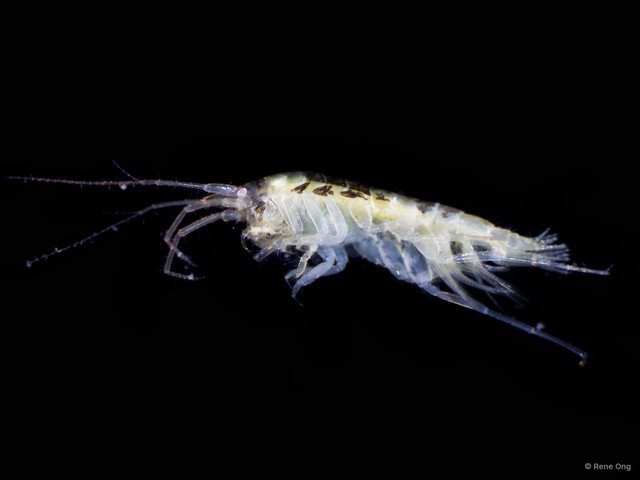 Amphipoda sp. "37"•&copy; Rene Ong•All Rights Reserved