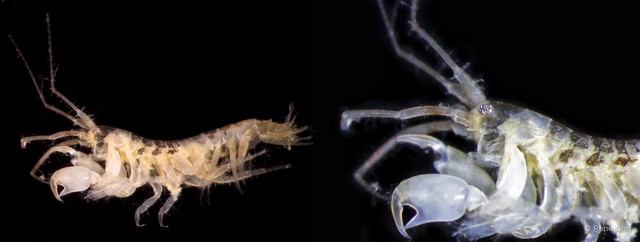 Amphipoda sp. "38"•&copy; Rene Ong•All Rights Reserved