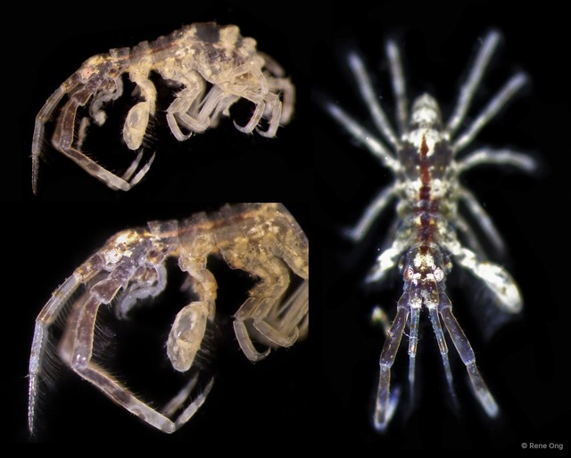 Amphipoda sp. "39"•&copy; Rene Ong•All Rights Reserved