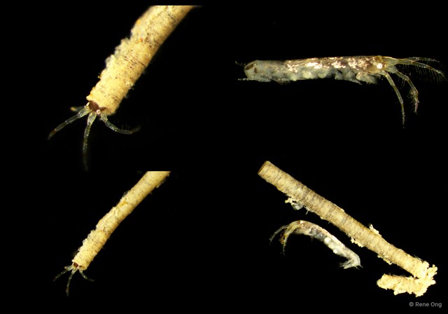 Amphipoda sp. "4"•&copy; Rene Ong•All Rights Reserved