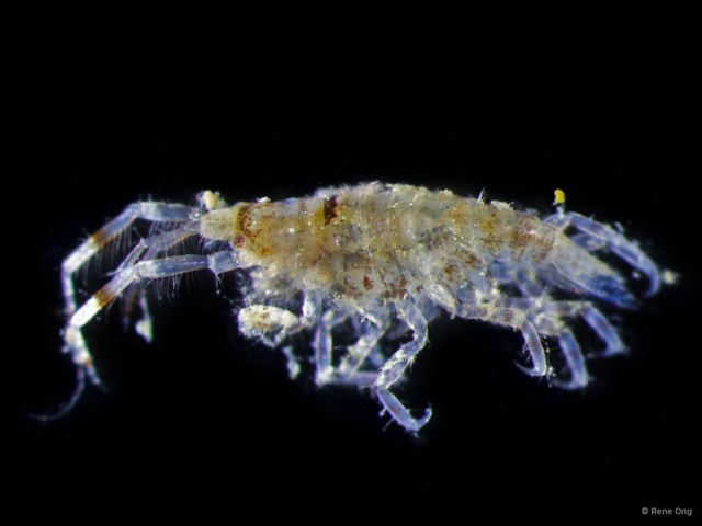 Amphipoda sp. "40"•&copy; Rene Ong•All Rights Reserved