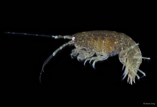 Amphipoda sp. "41"•&copy; Rene Ong•All Rights Reserved