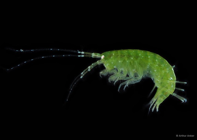 Amphipoda sp. "42"•&copy; Arthur Anker•All Rights Reserved