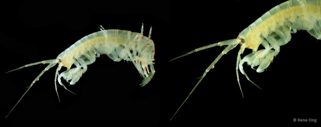 Amphipoda sp. "43"•&copy; Rene Ong•All Rights Reserved