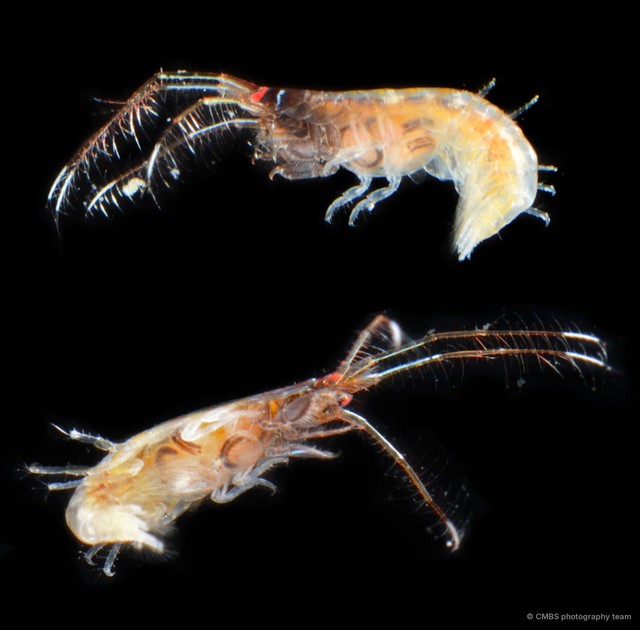 Amphipoda sp. "44"•&copy; CMBS photography team•All Rights Reserved