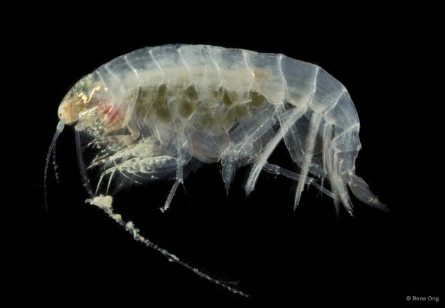 Amphipoda sp. "45"•&copy; Rene Ong•All Rights Reserved