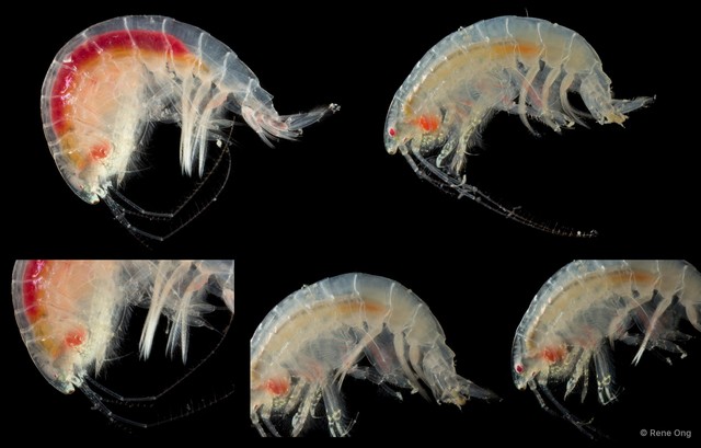 Amphipoda sp. "46"•&copy; Rene Ong•All Rights Reserved