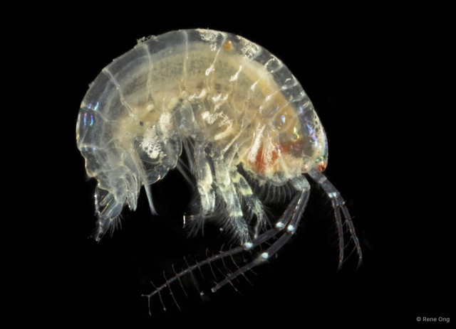 Amphipoda sp. "47"•&copy; Rene Ong•All Rights Reserved