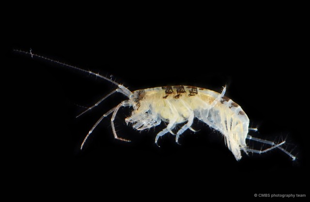 Amphipoda sp. "48"•&copy; CMBS photography team•All Rights Reserved