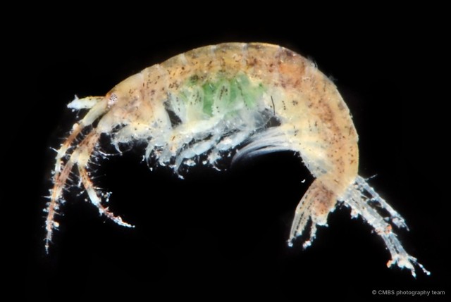 Amphipoda sp. "49"•&copy; CMBS photography team•All Rights Reserved