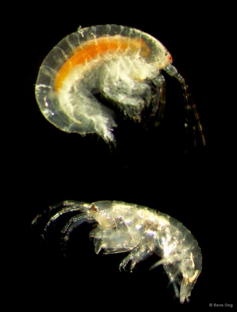 Amphipoda sp. "5"•&copy; Rene Ong•All Rights Reserved
