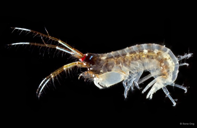 Amphipoda sp. "51"•&copy; Rene Ong•All Rights Reserved