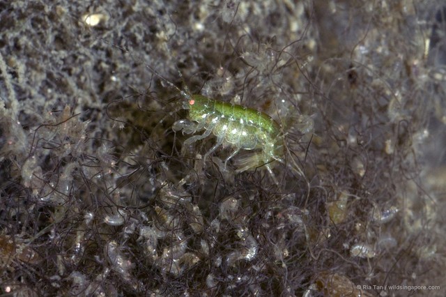 Amphipoda sp. "52"•&copy; Ria Tan•All Rights Reserved