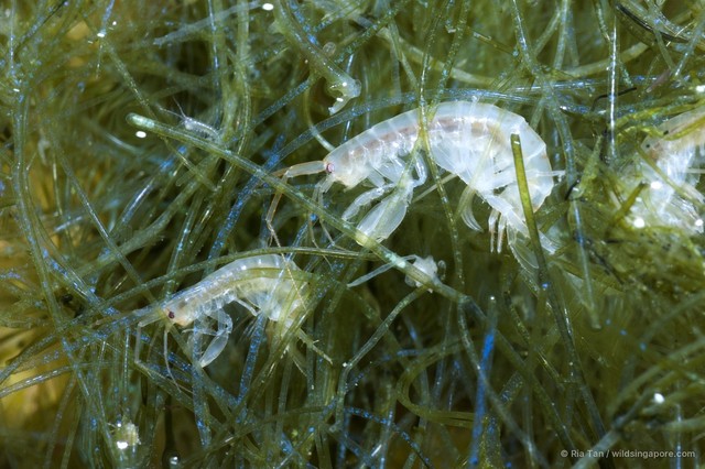 Amphipoda sp. "54"•&copy; Ria Tan•All Rights Reserved