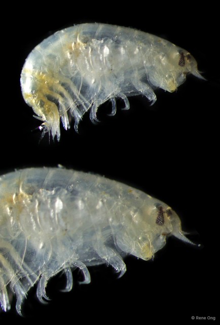 Amphipoda sp. "6"•&copy; Rene Ong•All Rights Reserved