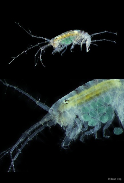 Amphipoda sp. "7"•&copy; Rene Ong•All Rights Reserved