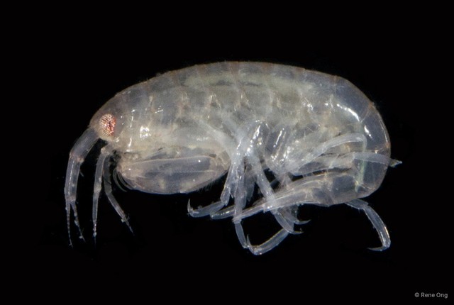 Amphipoda sp. "8"•&copy; Rene Ong•All Rights Reserved