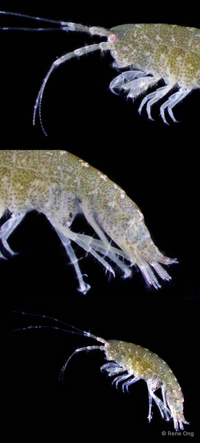 Amphipoda sp. "9"•&copy; Rene Ong•All Rights Reserved